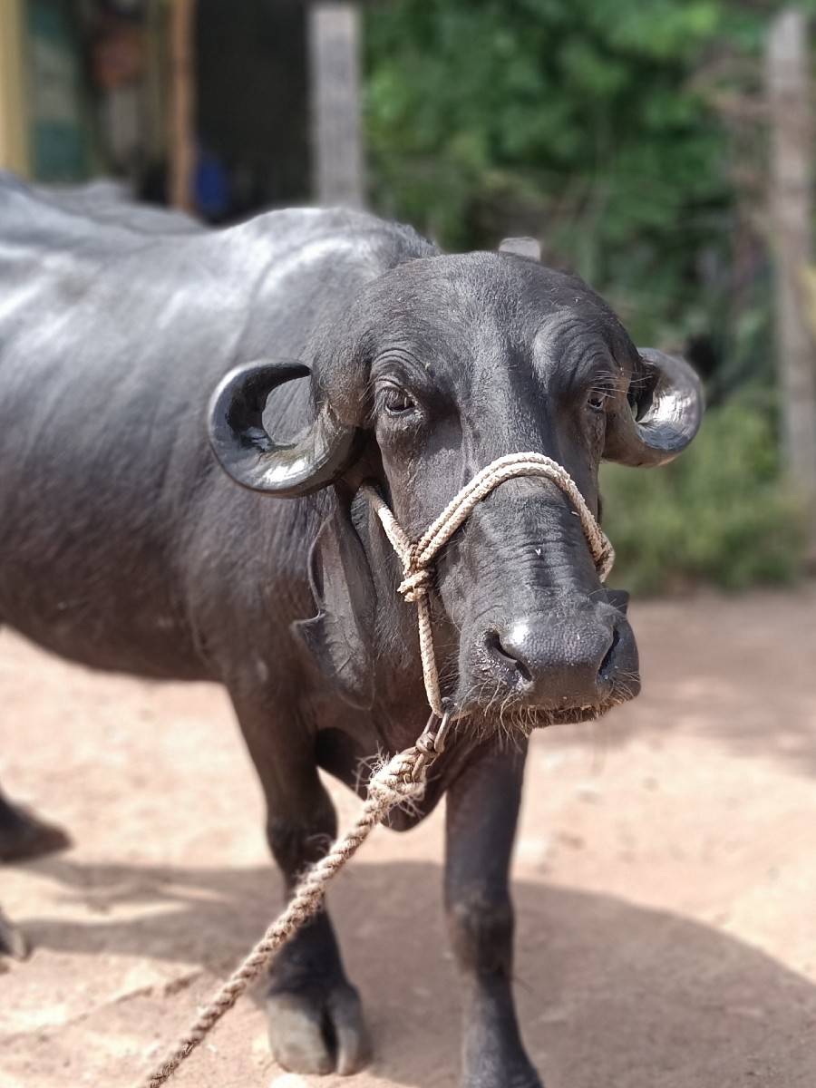 પેલા વેતરની છે 9 મો મહીનો હાલેછે