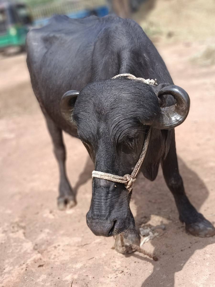 પેલા વેતરની છે 9 મો મહીનો હાલેછે