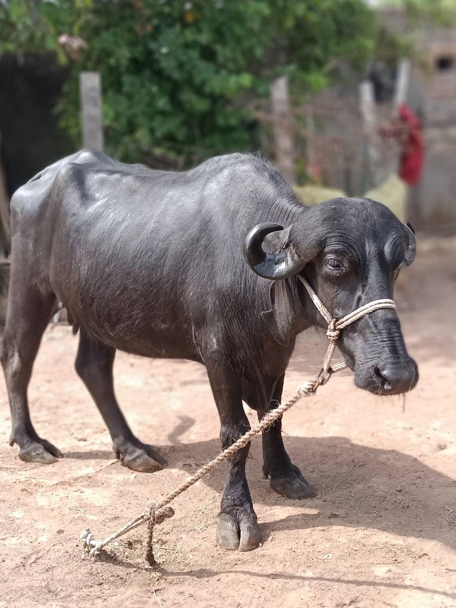 પેલા વેતરની છે 9 મો મહીનો હાલેછે