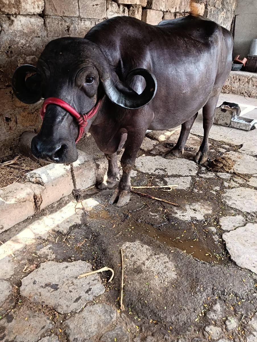 ભેંસ વેચવાની છે