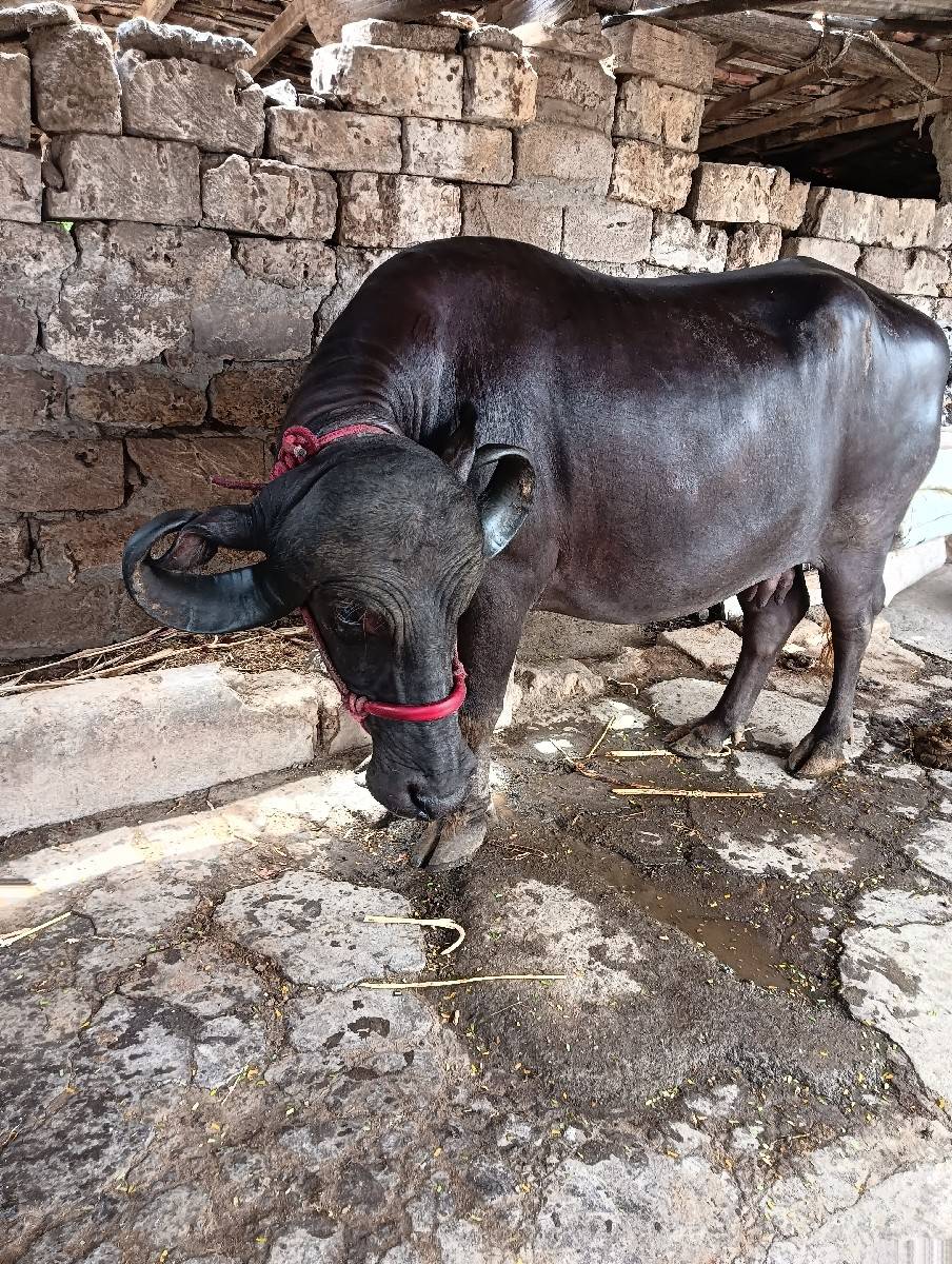 ભેંસ વેચવાની છે