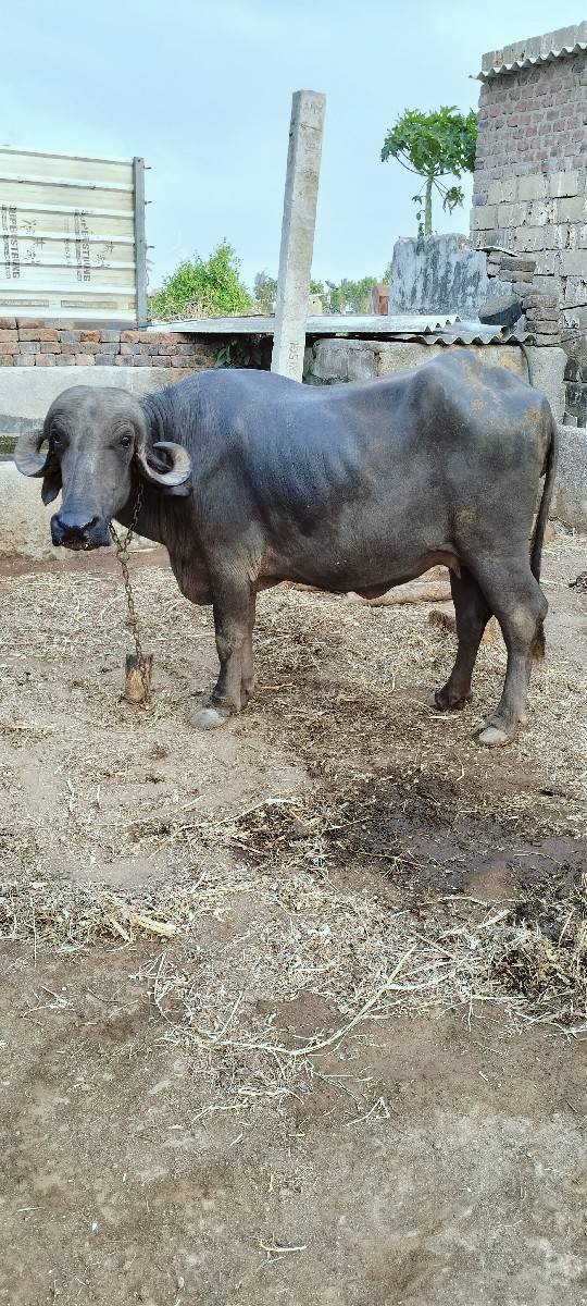 પહેલા વેતર ની ભેંસ વેચવાની છે.