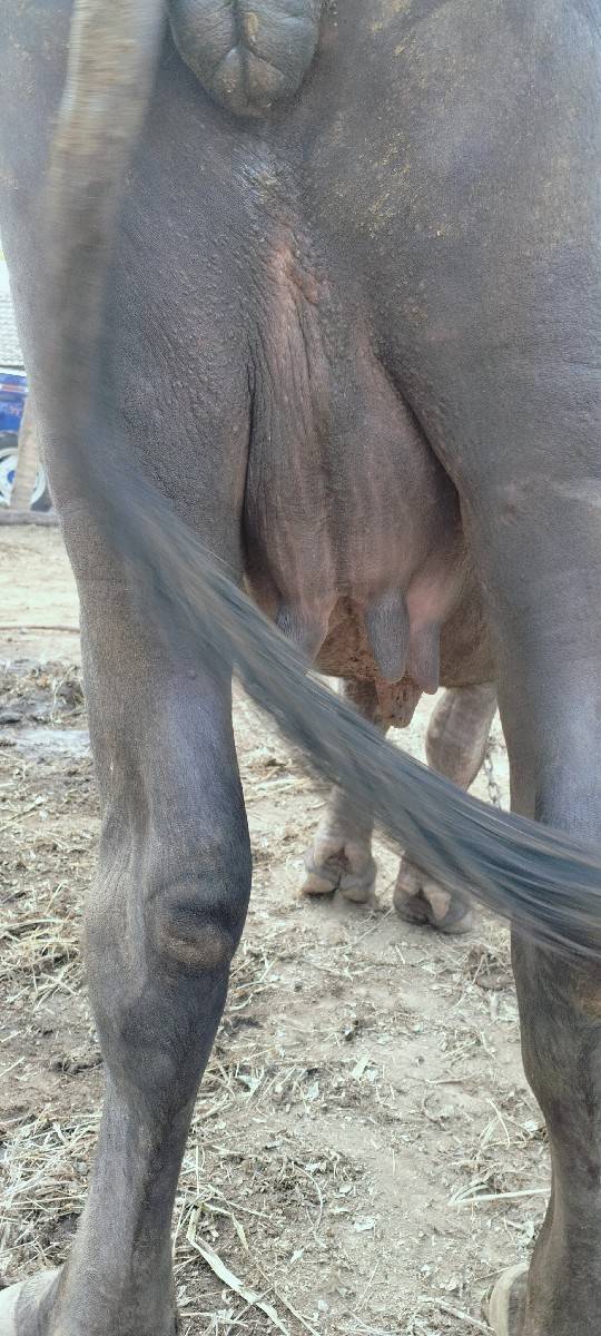 પહેલા વેતર ની ભેંસ વેચવાની છે.