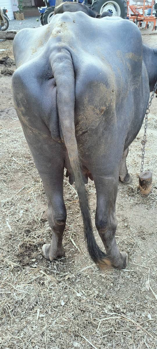 પહેલા વેતર ની ભેંસ વેચવાની છે.