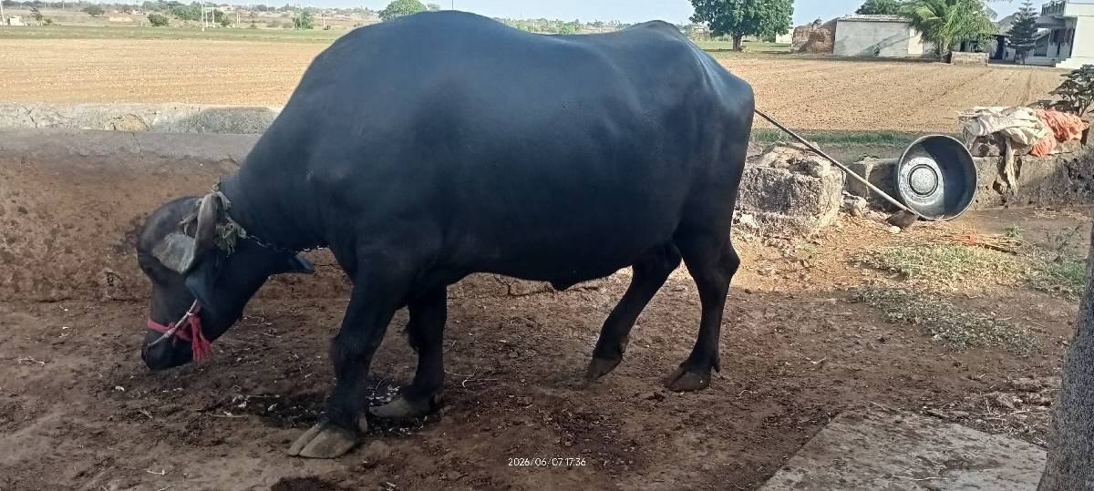 ભેંસ વેચવાની છે