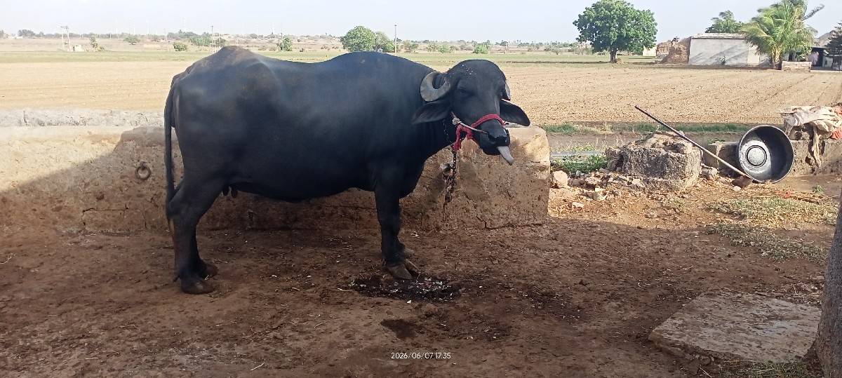ભેંસ વેચવાની છે