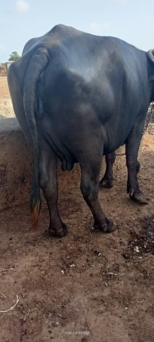 ભેંસ વેચવાની છે