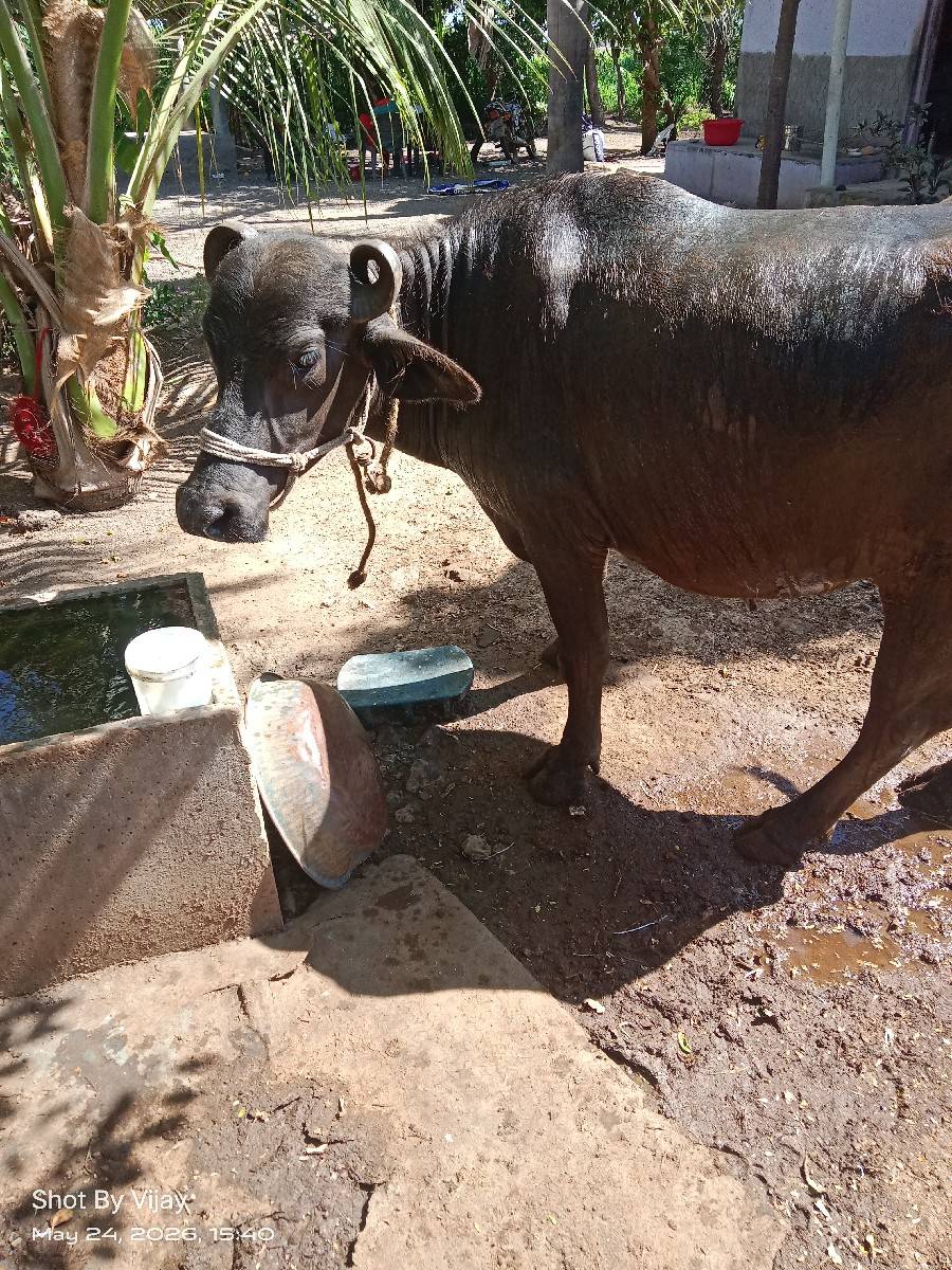 ખળેલી વેચવાની છે