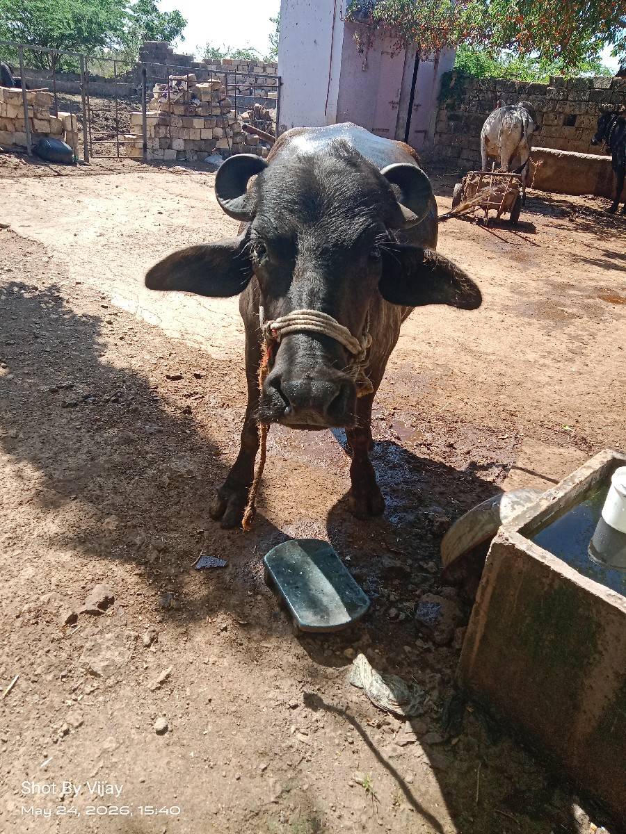 ખળેલી વેચવાની છે