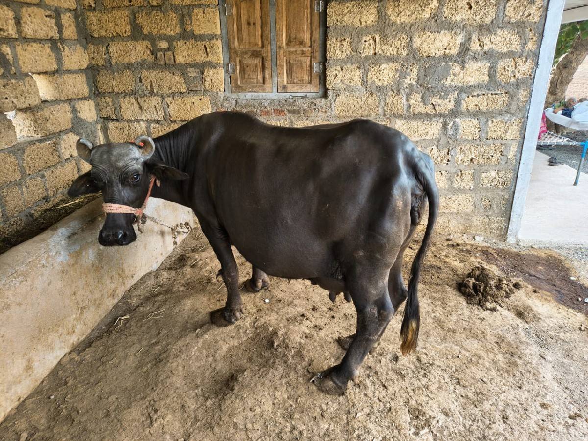 બની  ભેંશ