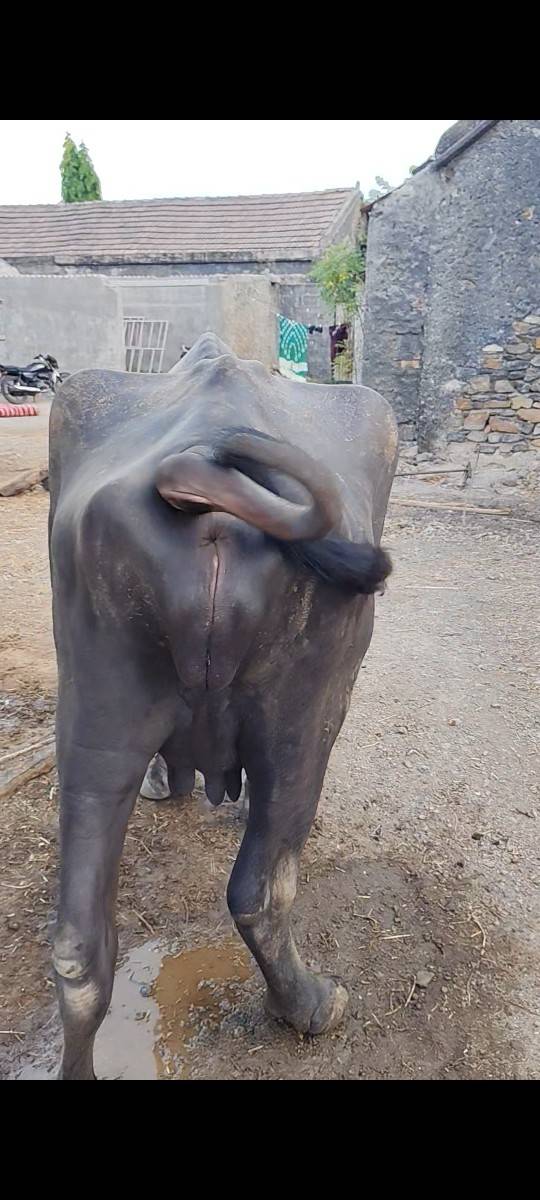 પેલું વેતર 1 મહિના દિવસ ની કાચી