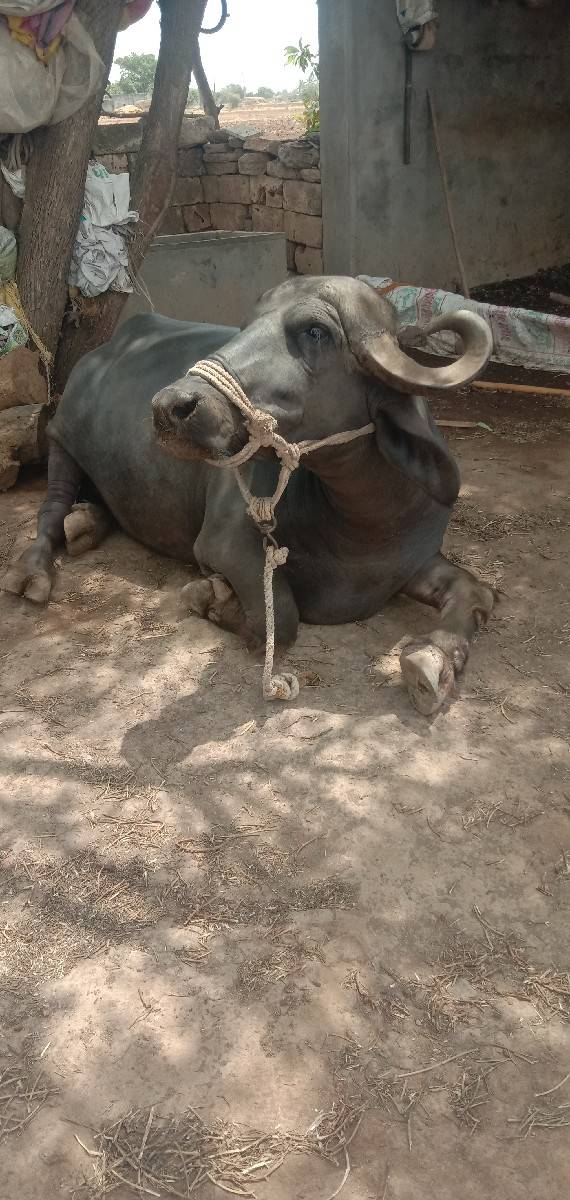 બીજું વેતર