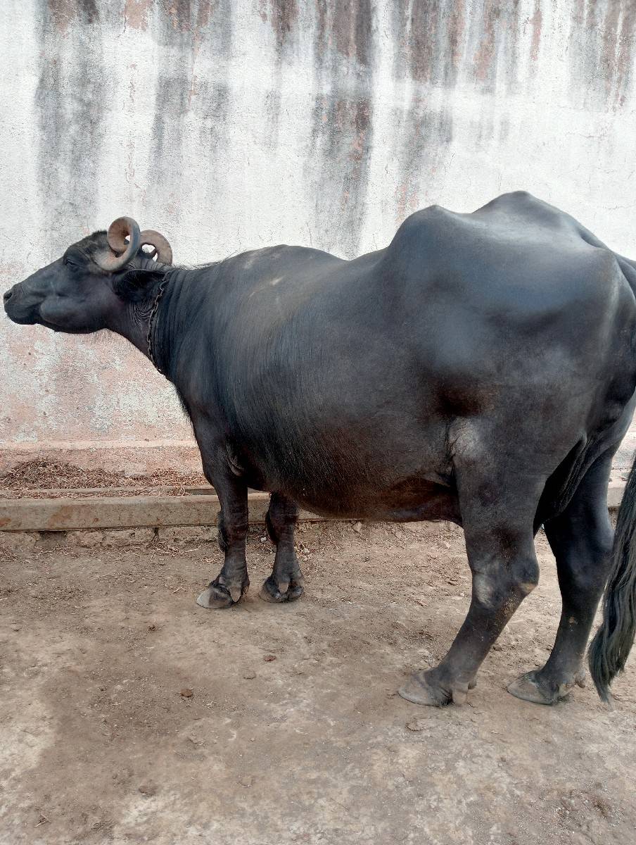 આ ભેંસ વેચવા ની છે