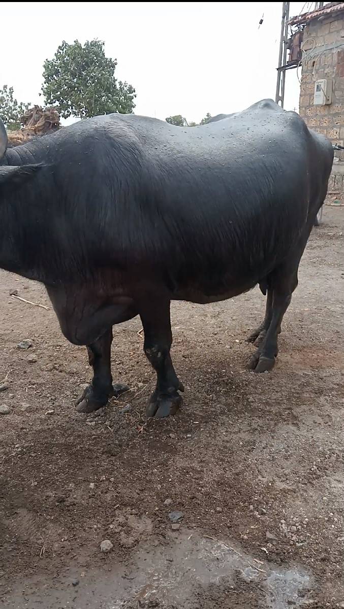 આ ભેંસ વેચવા ની છે