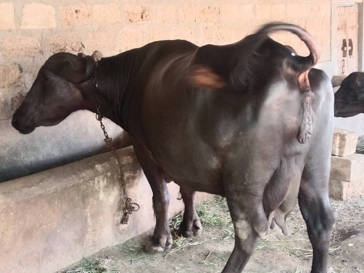 bhaya.r.