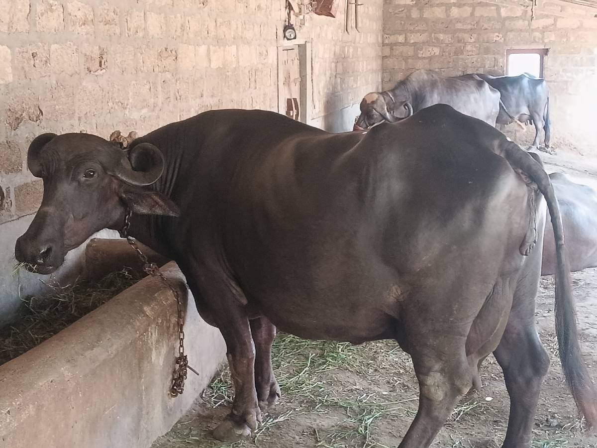 bhaya.r.