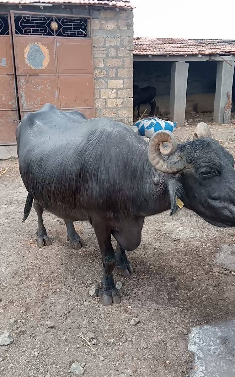 આ ભેંસ વેચવા ની છે