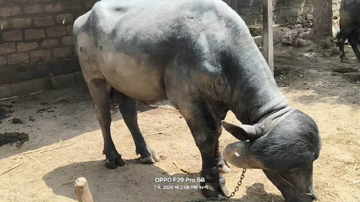 પાડો વેચવાનો છે