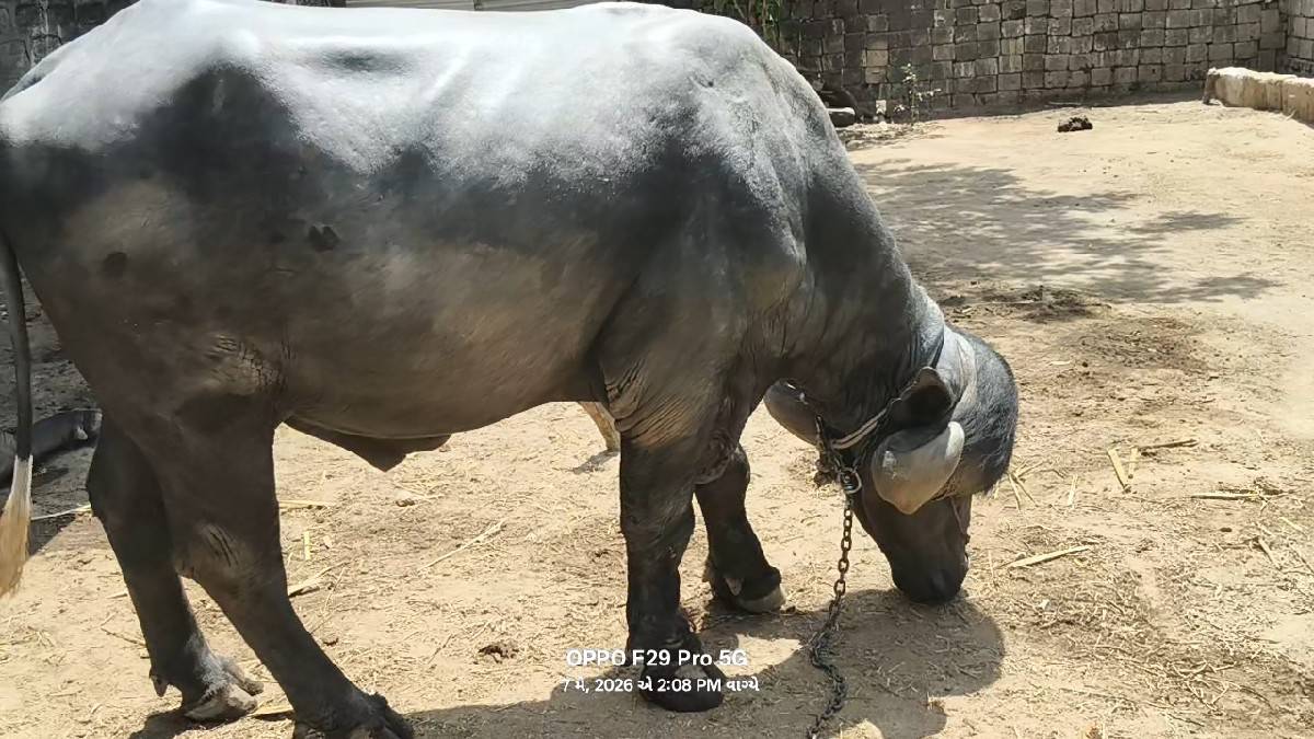પાડો વેચવાનો છે