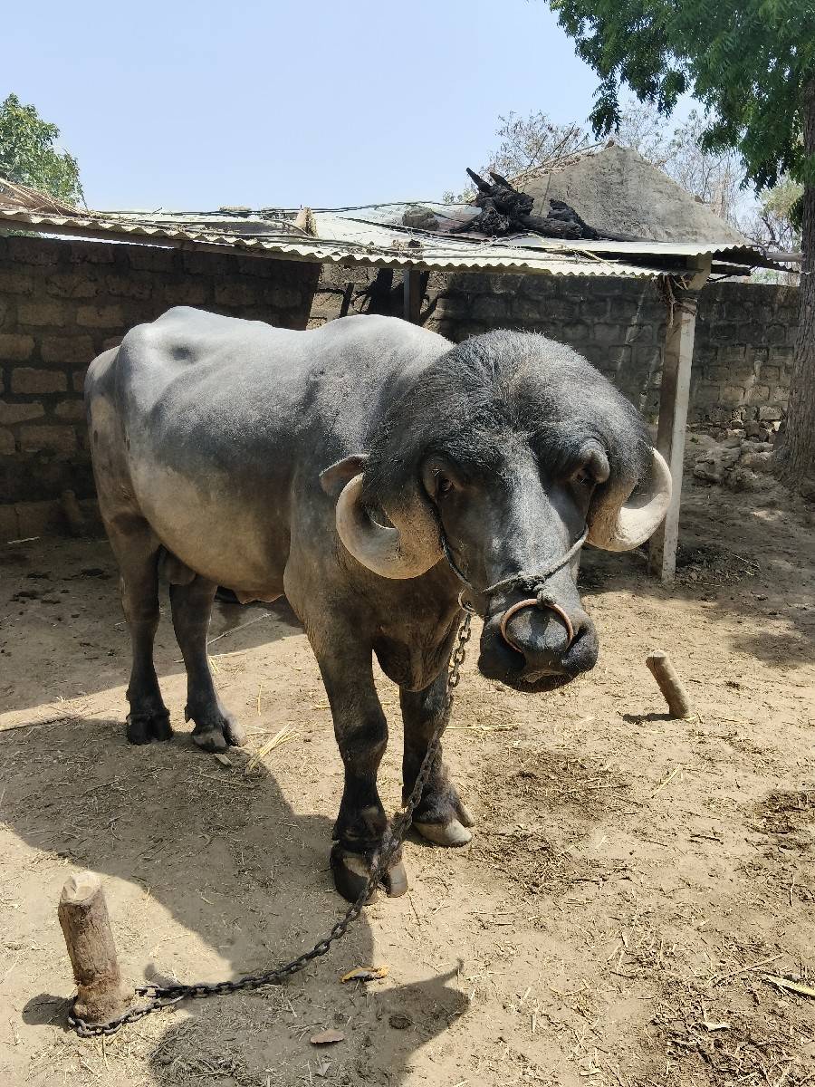 પાડો વેચવાનો છે