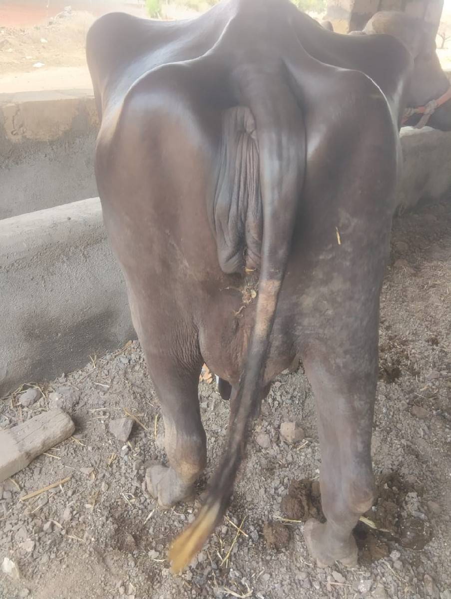 ભેંસ સારિ વેચવાની છે દસ બાર દિવ