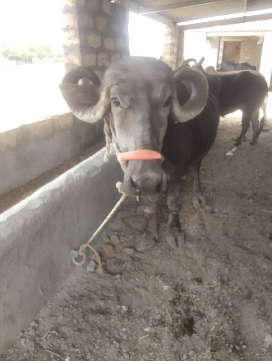ભેંસ સારિ વેચવાની છે દસ બાર દિવ