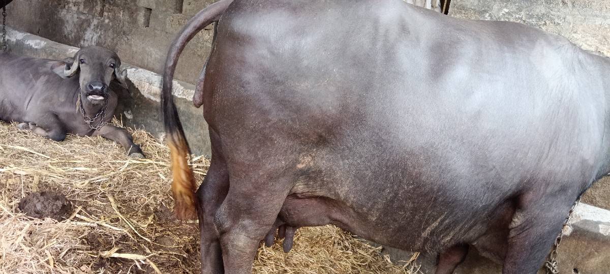 વેચવા ની છે 10 15 દિવસ વ્યાજ્મ