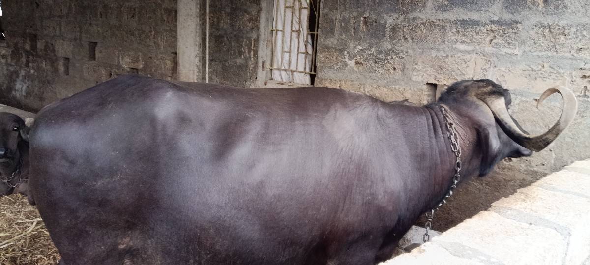 વેચવા ની છે 10 15 દિવસ વ્યાજ્મ