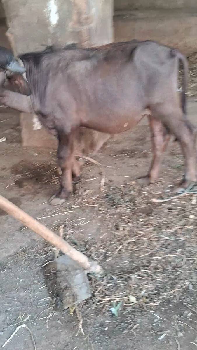 પાડો વેસવાનો સે