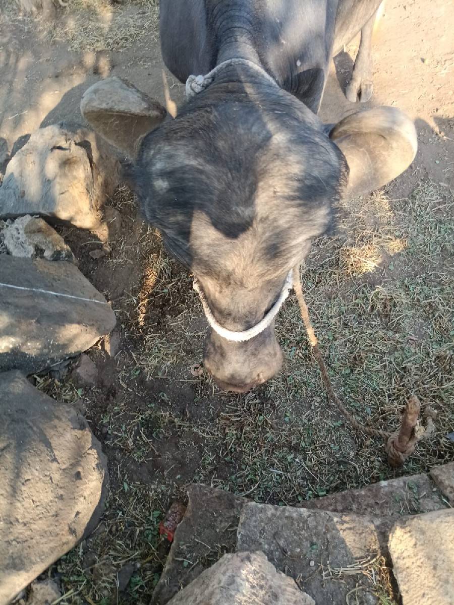 ભેંસ વેચવાની છે તેલુગુ વેતર વ્યાસે