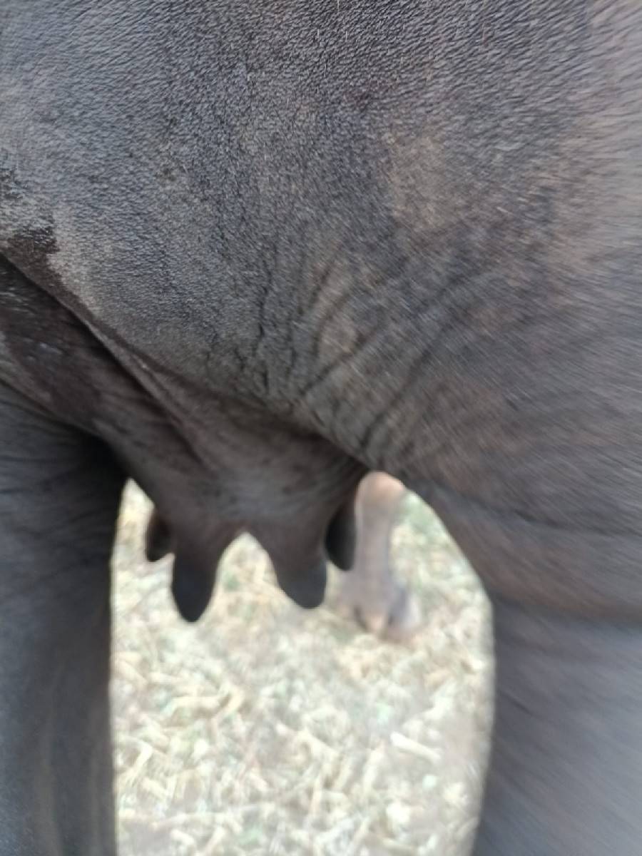 ભેંસ વેચવાની છે તેલુગુ વેતર વ્યાસે