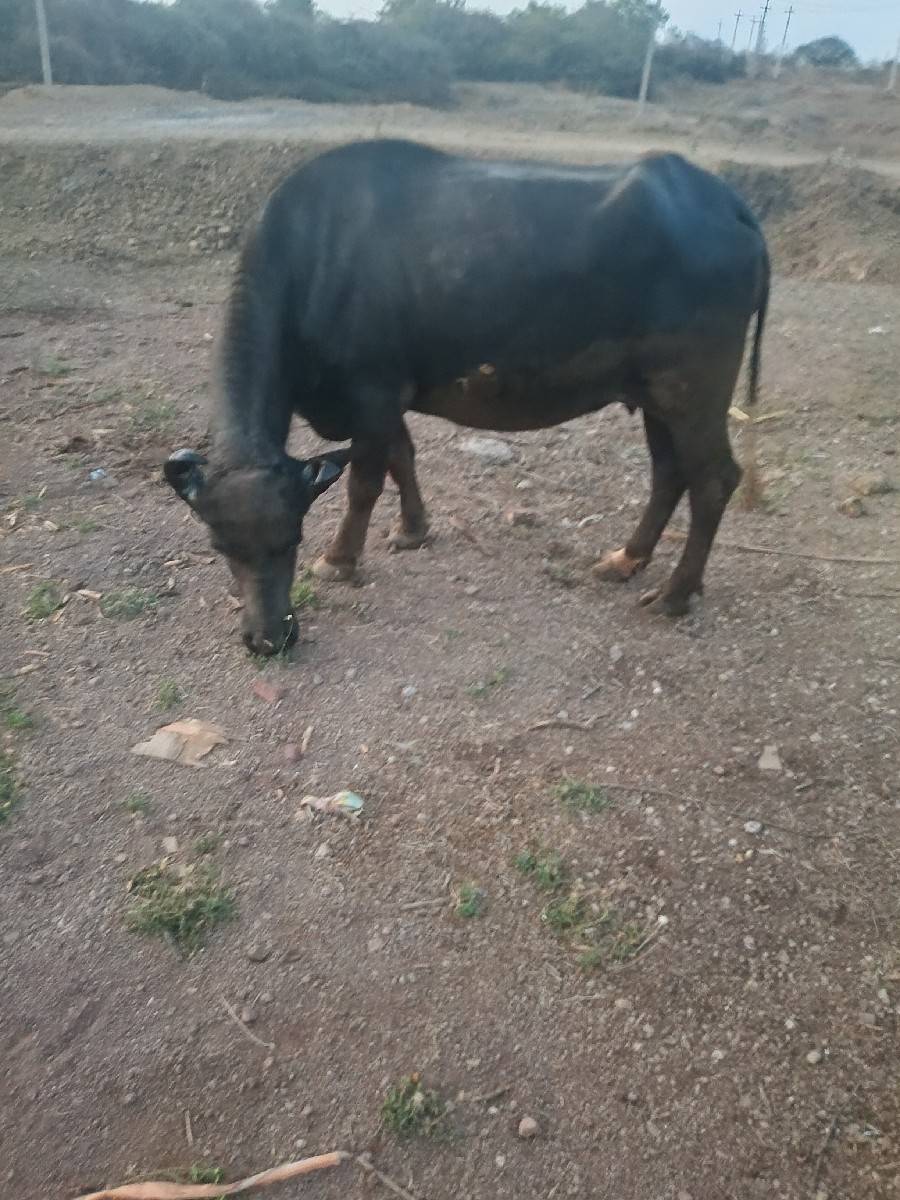 પેલું વેતર છે