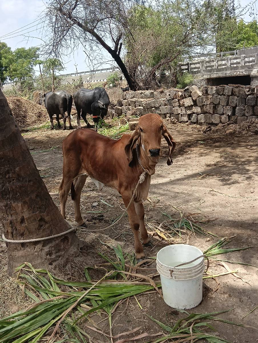ગીર હોડકી વેચવાની છે