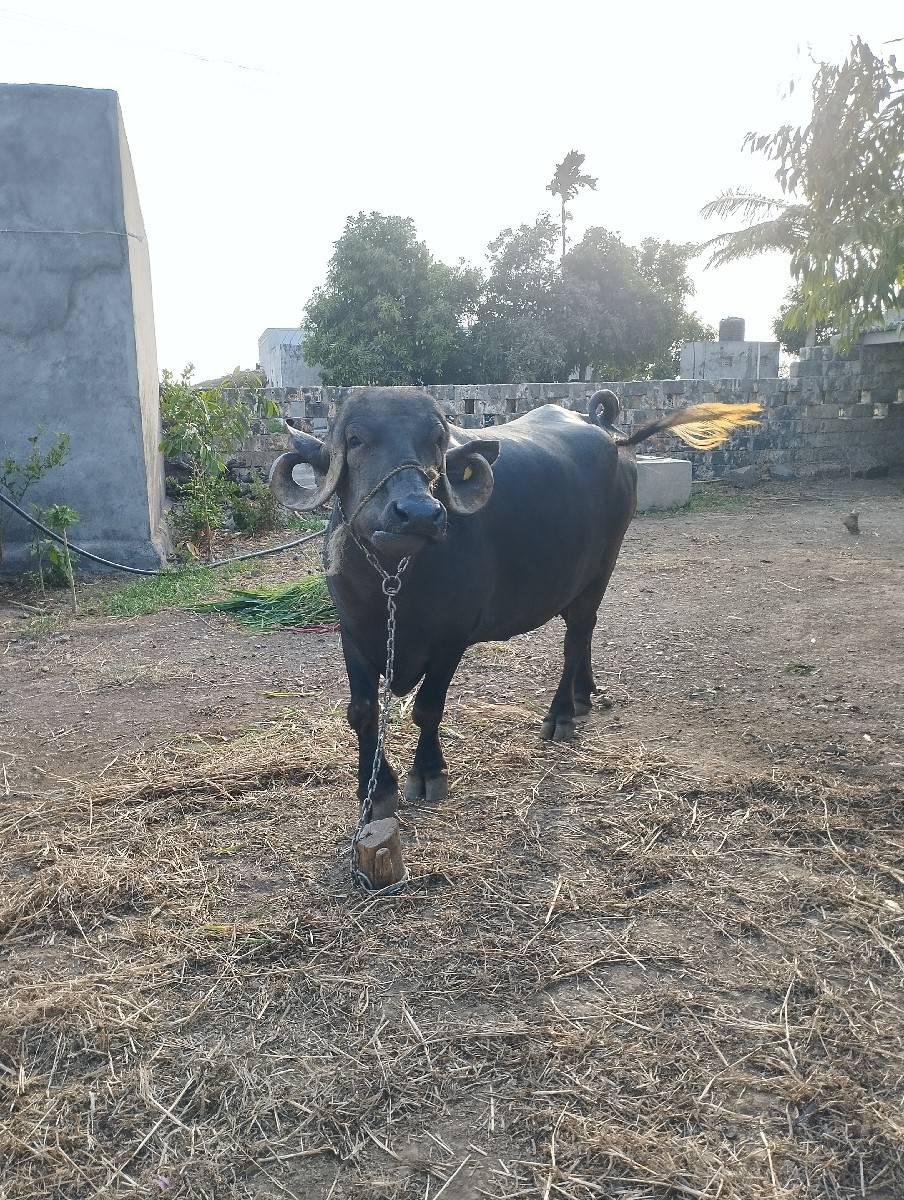 jabrabadi khadeli biju vetar
