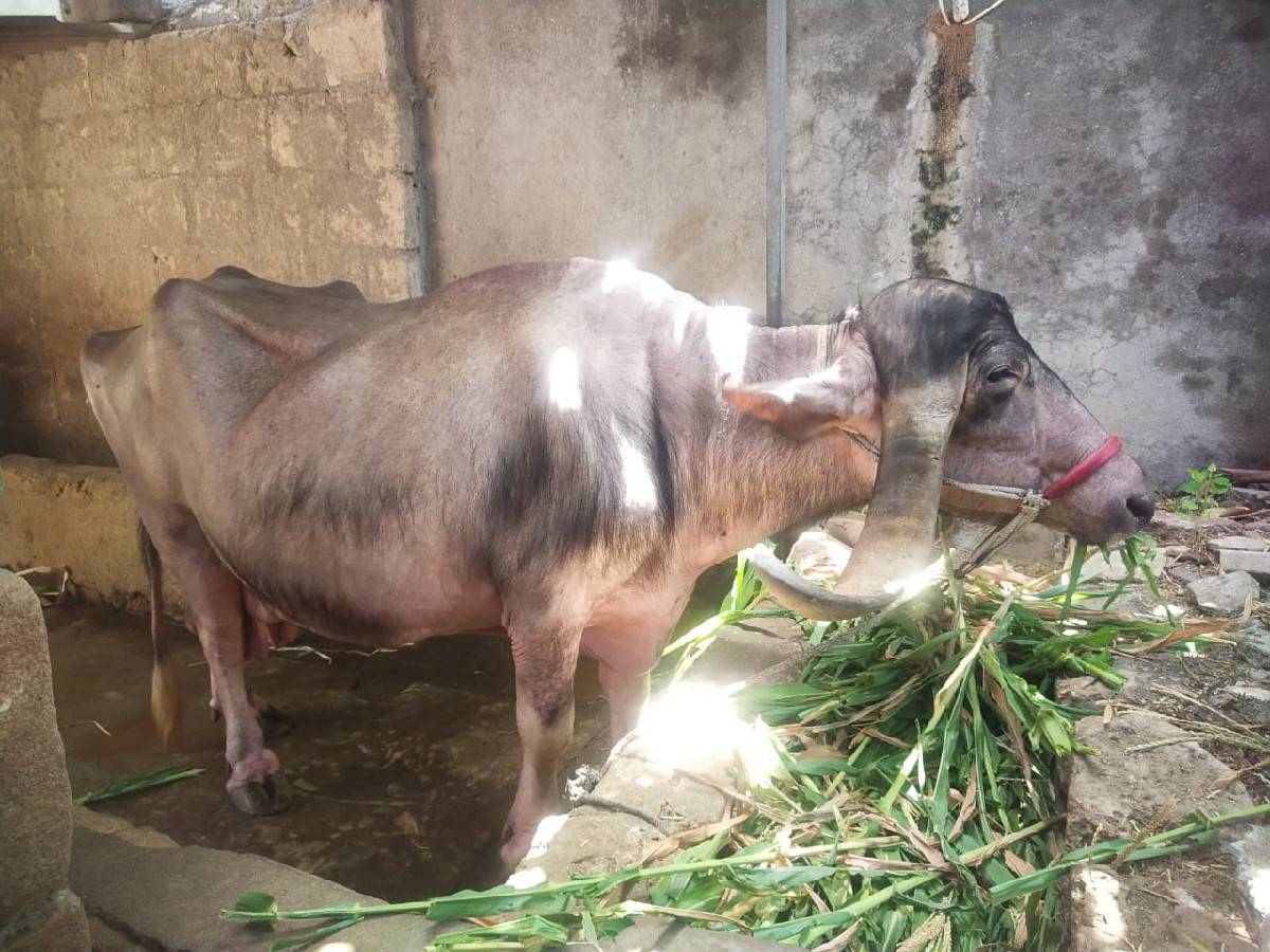 ભેંસ વેચવાની છે