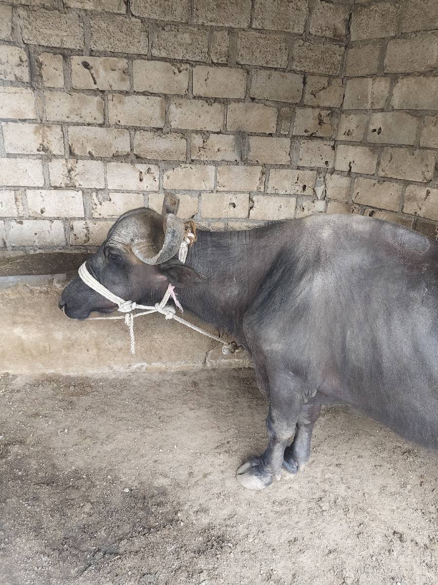 ભેંસ વેચવાની છે એક મહિનાની કાચી