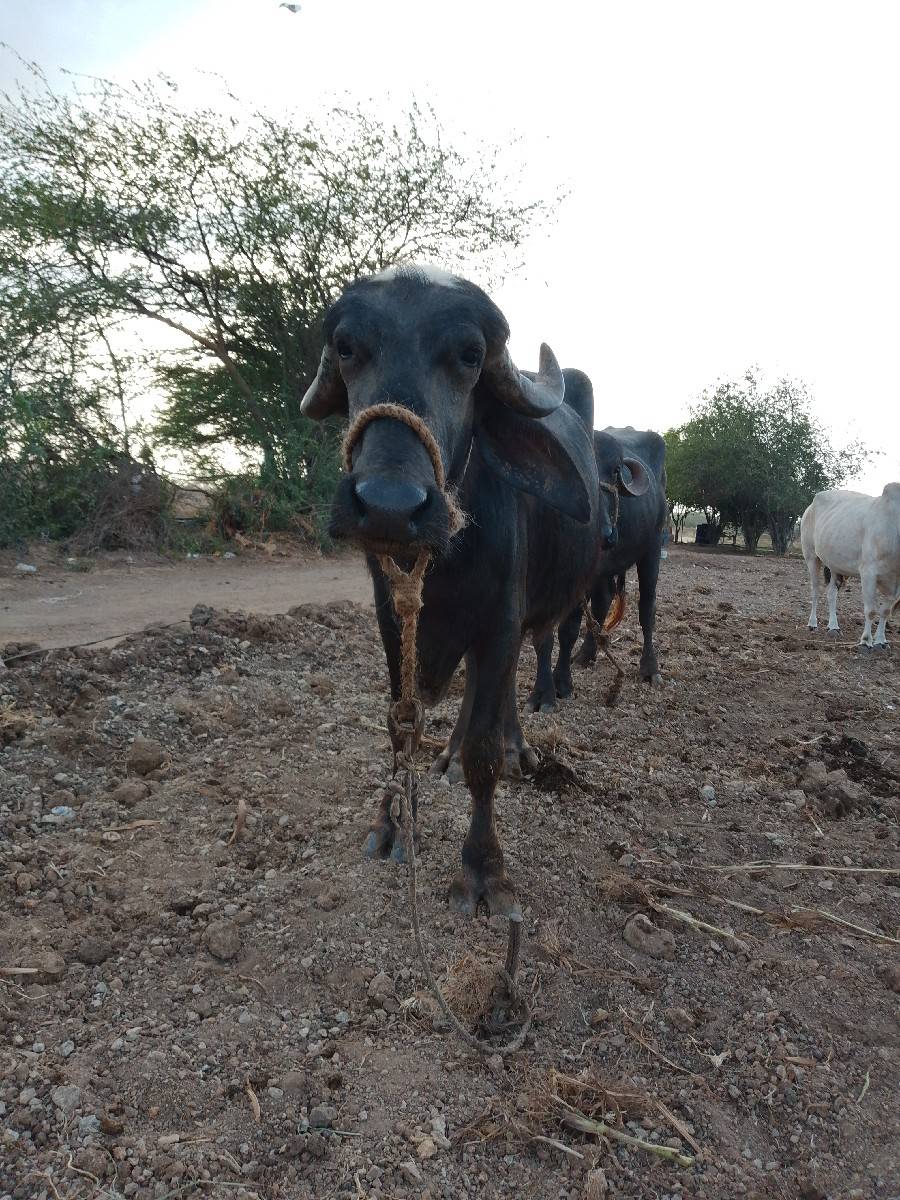 ખળેલી વેચવાની છે