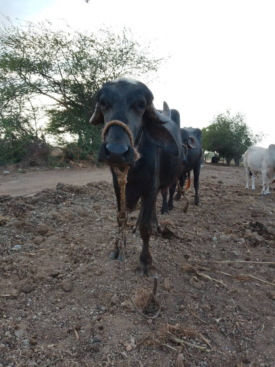 ખળેલી વેચવાની છે
