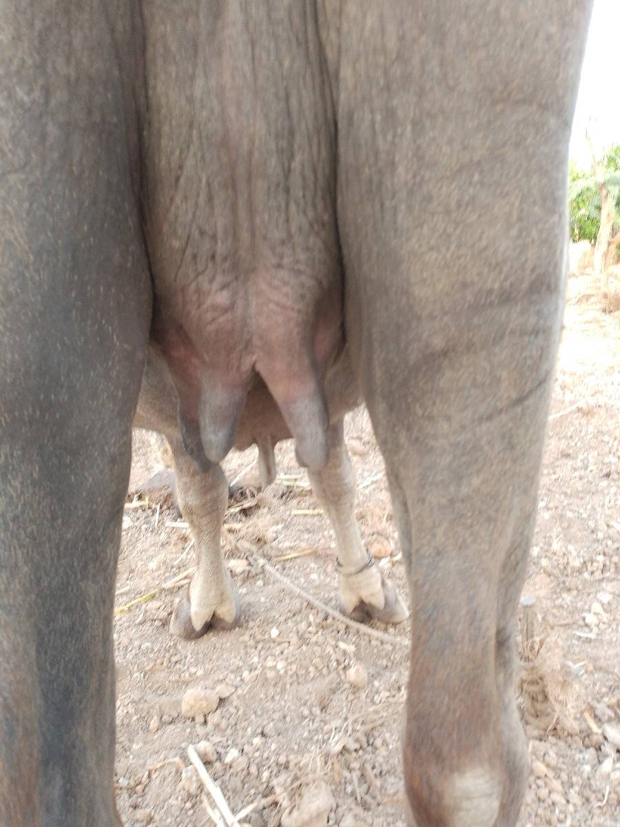 ખળેલી વેચવાની છે