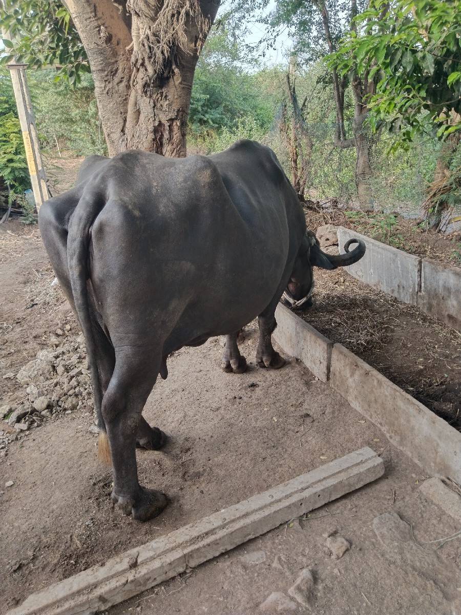 ભેંસ વેચવાની છે