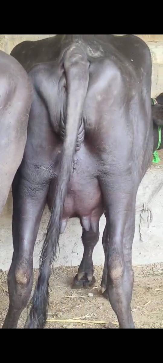 પેલુવેતર. જાફરિ. જવાબદારિથિદેવિ