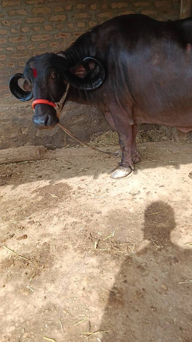 ત્રીજું વેતર