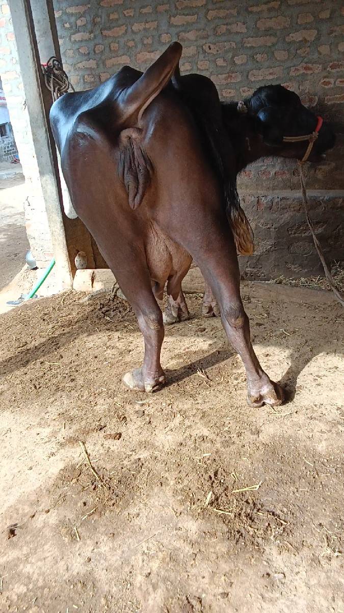 ત્રીજું વેતર
