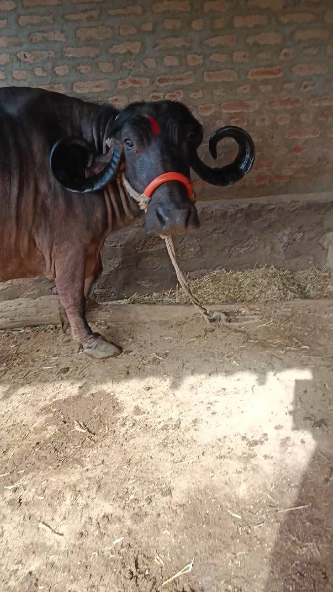 ત્રીજું વેતર