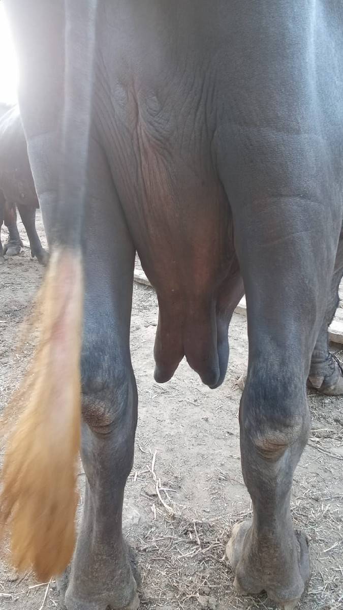 સોમાતવસરા