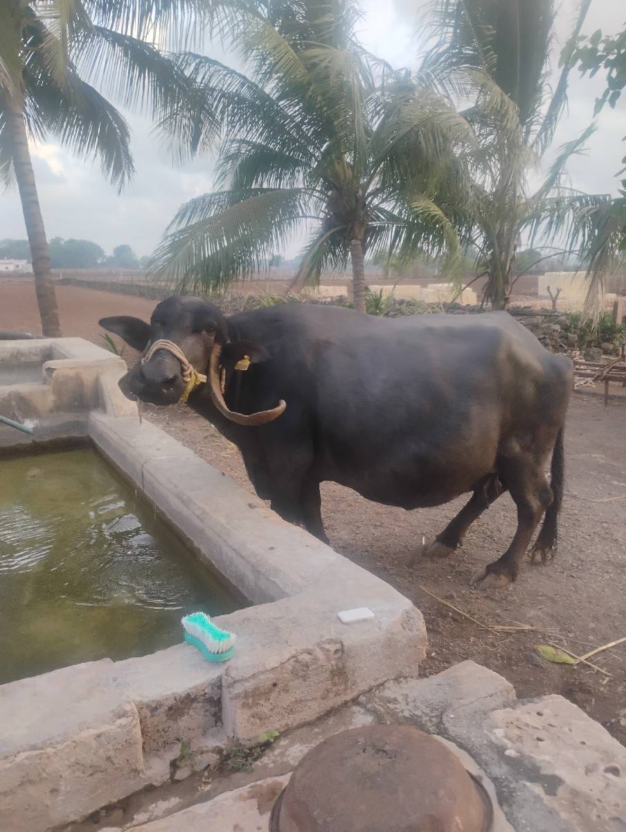 ભેંસ વેચવાની છે