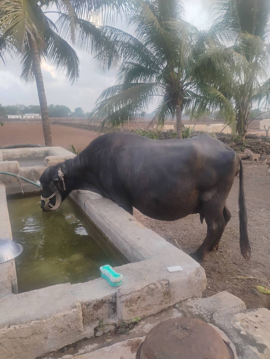 ભેંસ વેચવાની છે