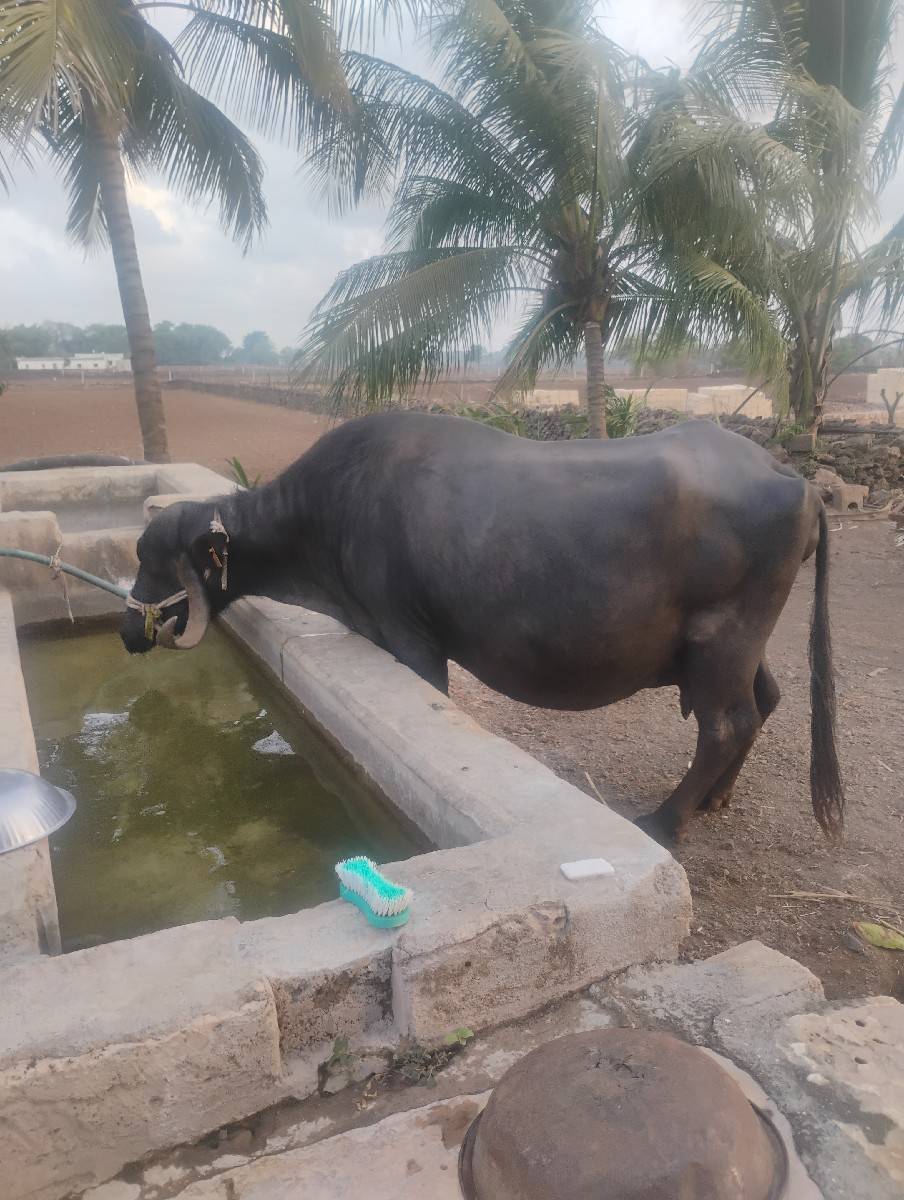ભેંસ વેચવાની છે