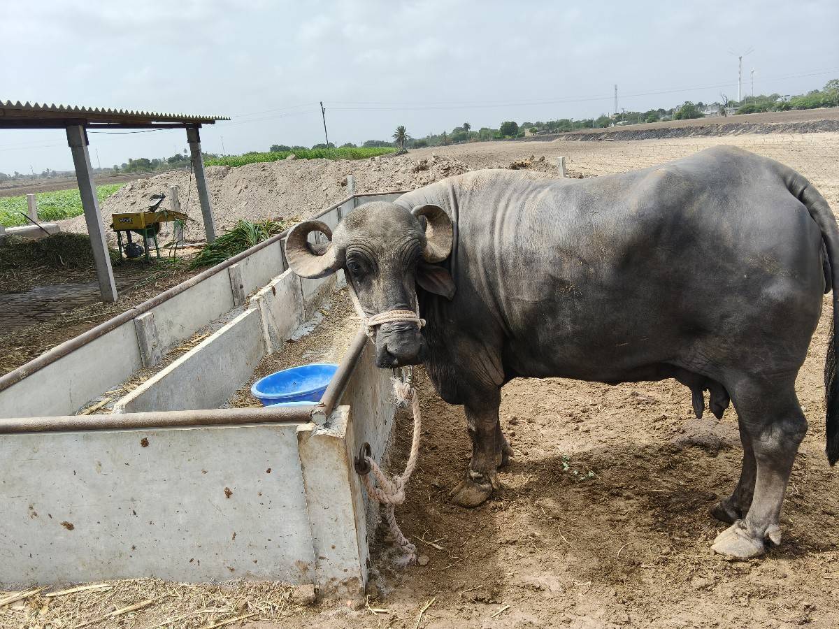 ભેંશ વેચવાની છે