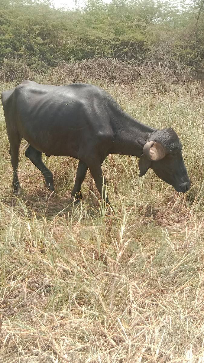 બે  ખડેલા વેચવાના છે